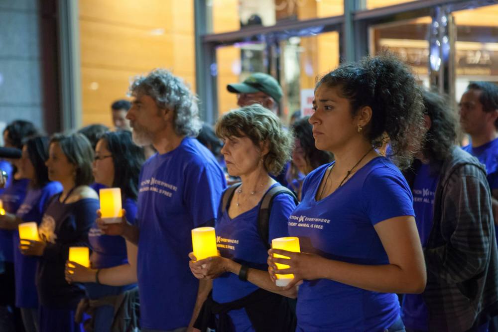  Activists across the world took action this weekend for animals as part of the international event: #LightThePath (Credit: Pax Ahimsa Gethen) 