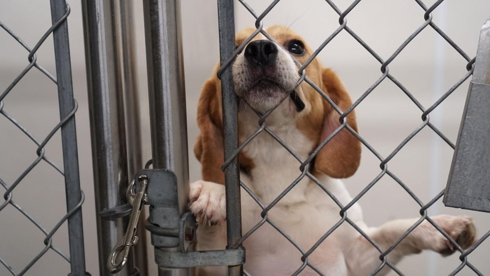 How Pepper Spray Can Save Puppies