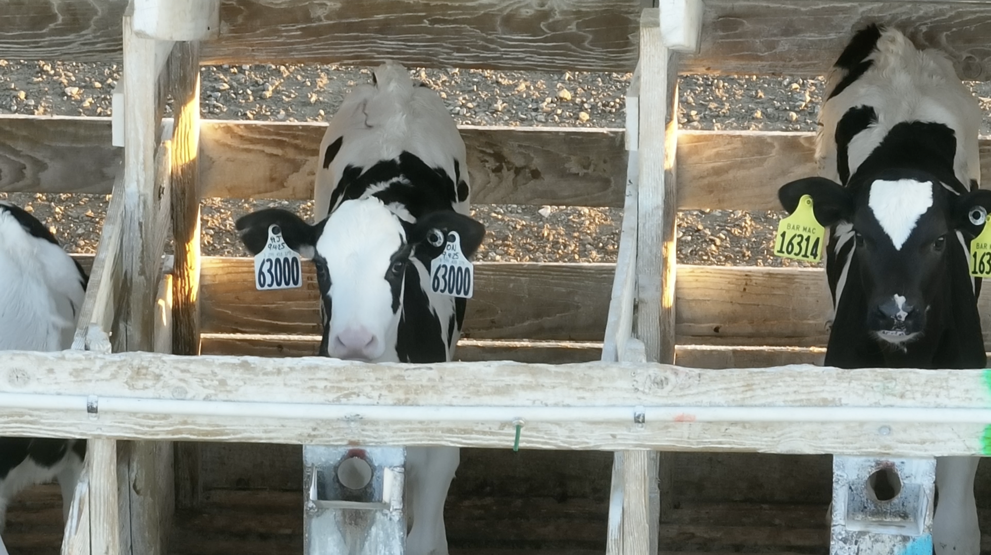 Learn about a hidden side of dairy