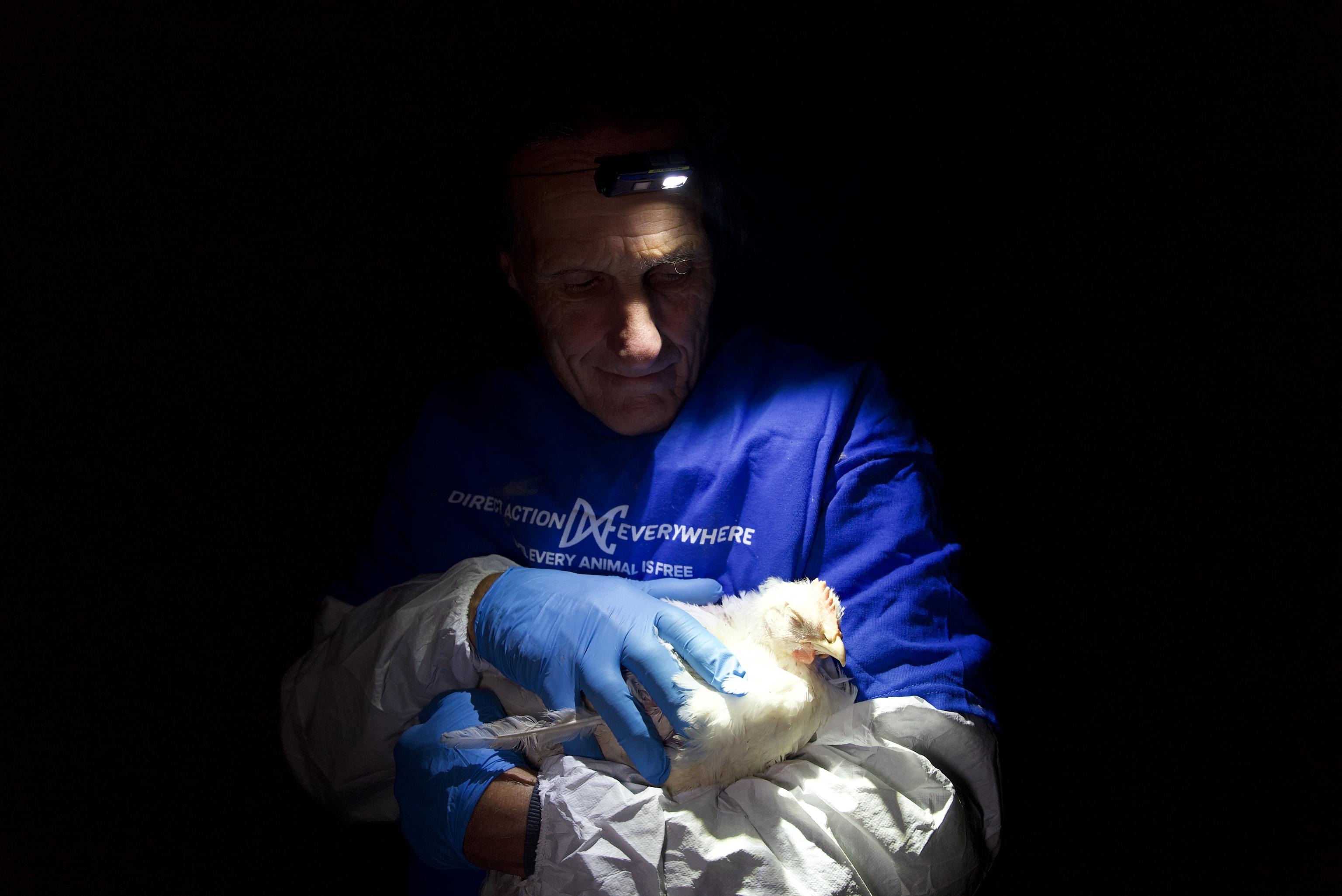 Bertie, Rescued During 7th Exposé of Foster Farms