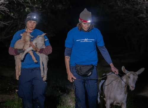 Direct Action Everywhere - Until every animal is free