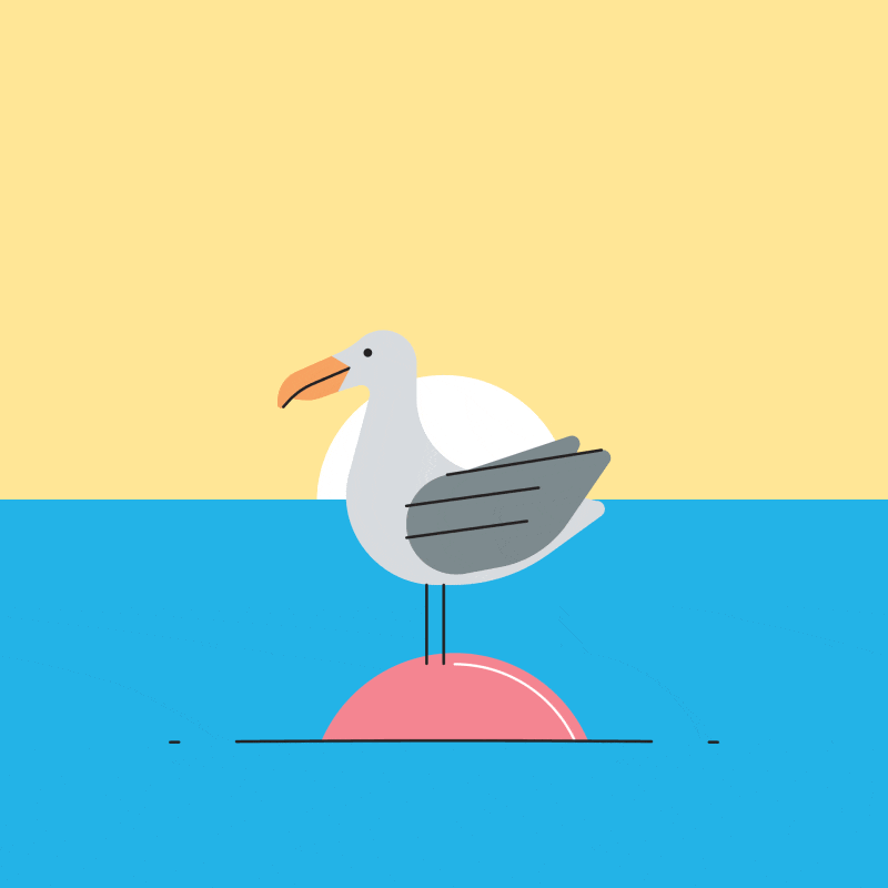 seagull