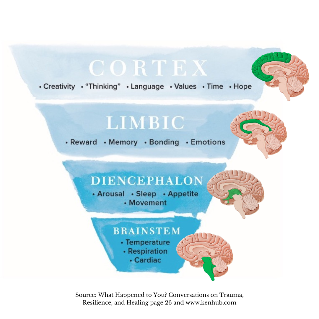 Brain Diagram
