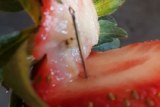 What you need to know about the strawberry needle scare