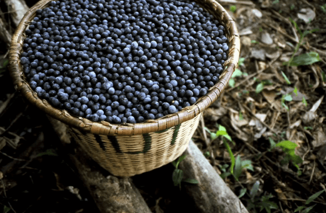 purple fruits