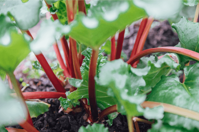 Red Fruits and Vegetables Your Should Eat
