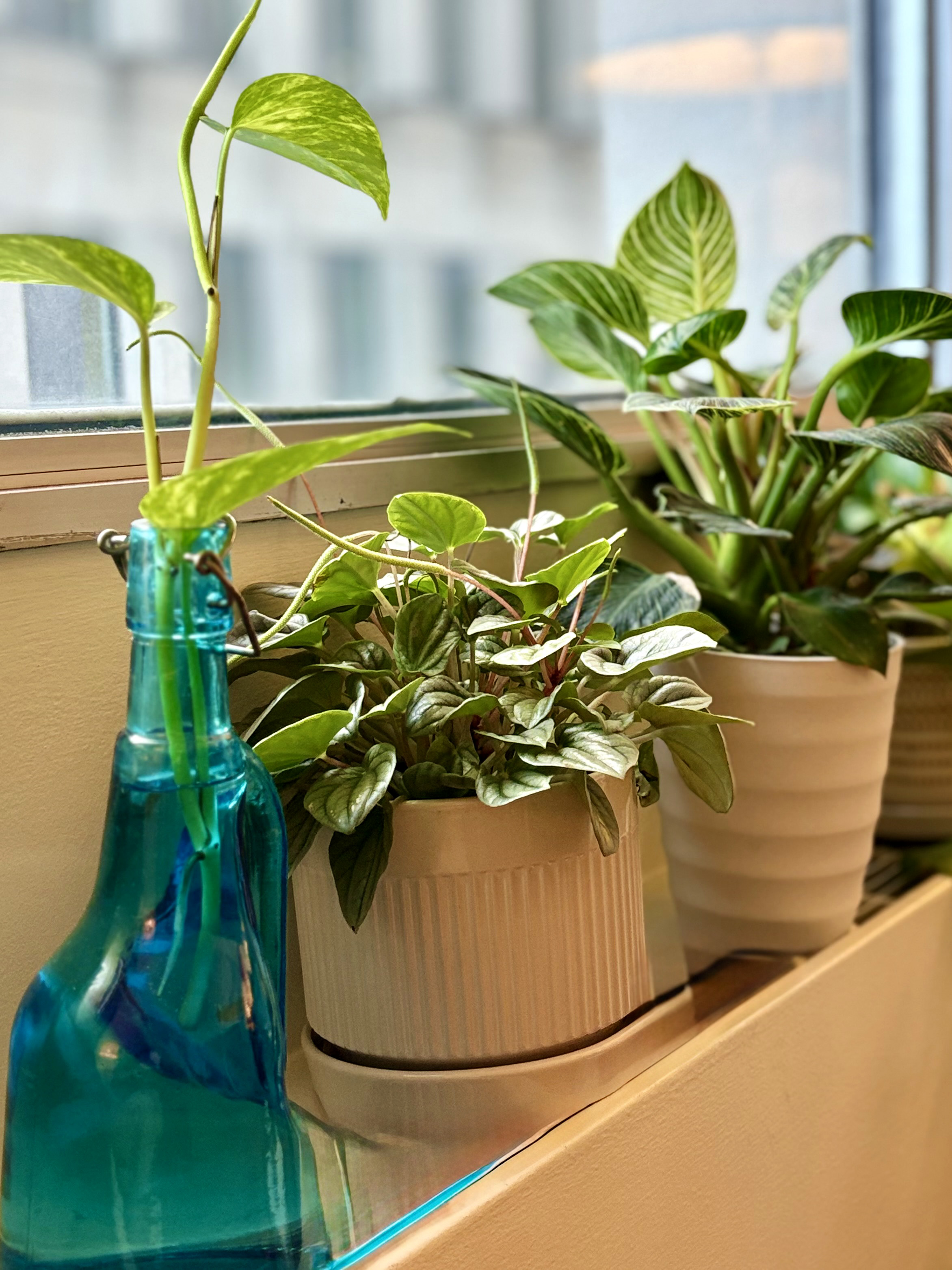 Green leafy plants on a window ledge