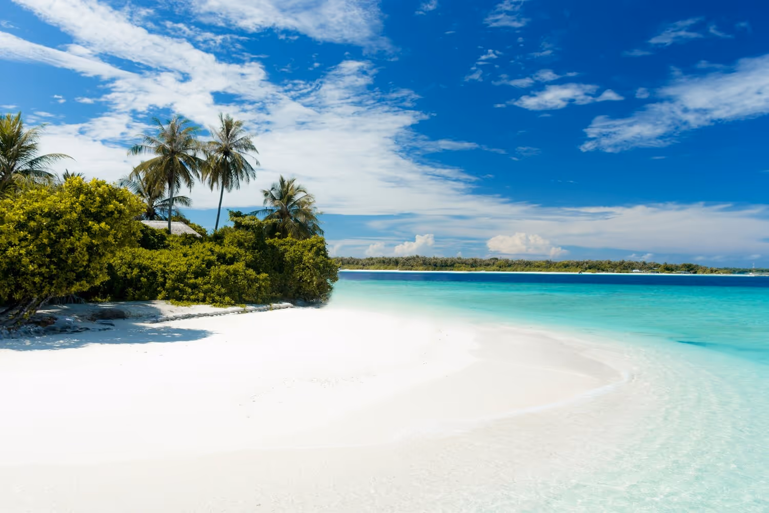 white sand beach with palm trees and different kind of trees by clear blue water