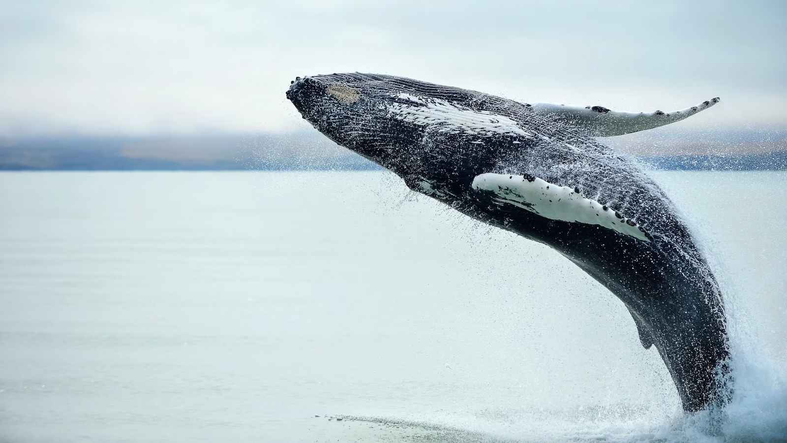 Whale jumping out of water