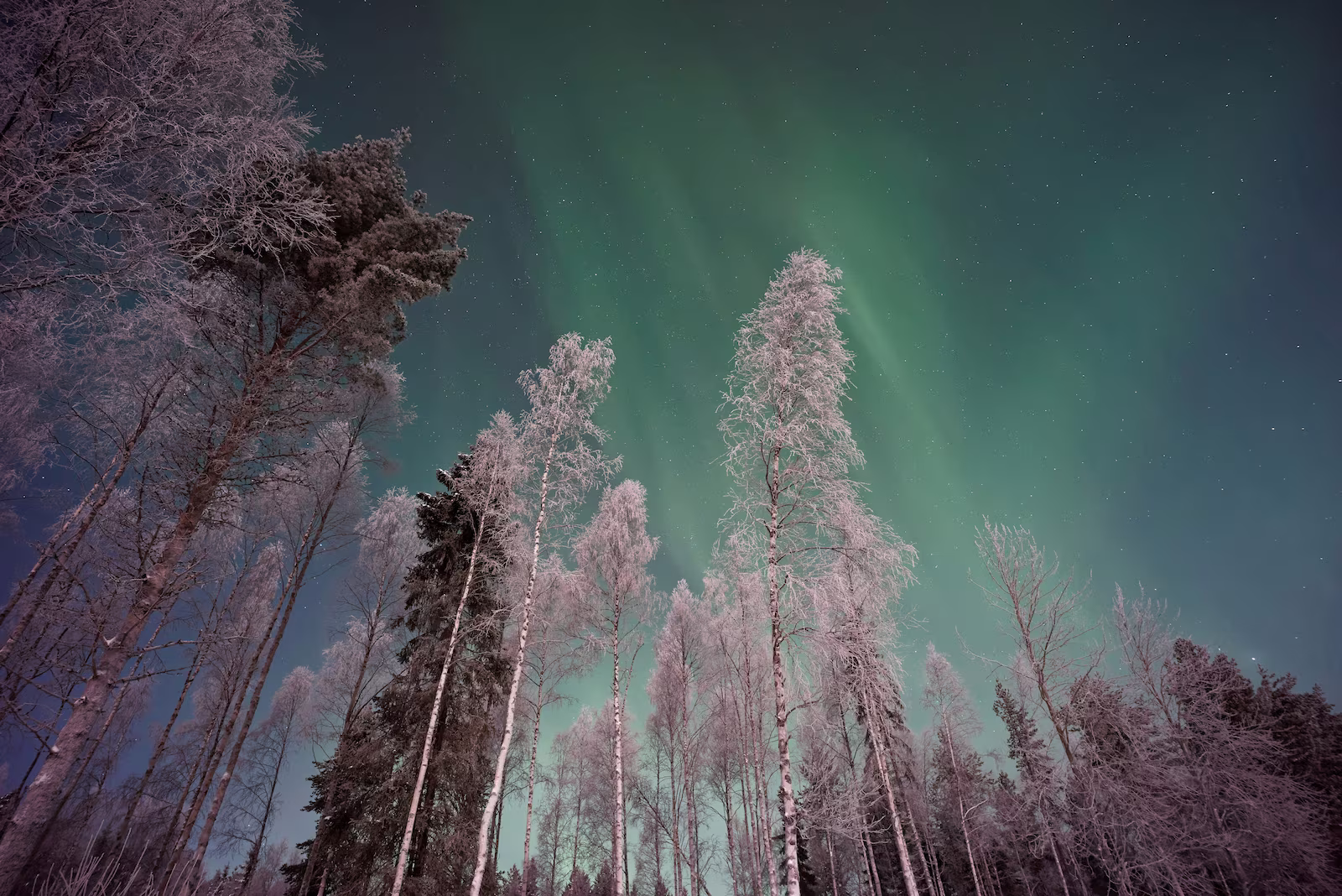 Northern Lights with tall trees in forefront
