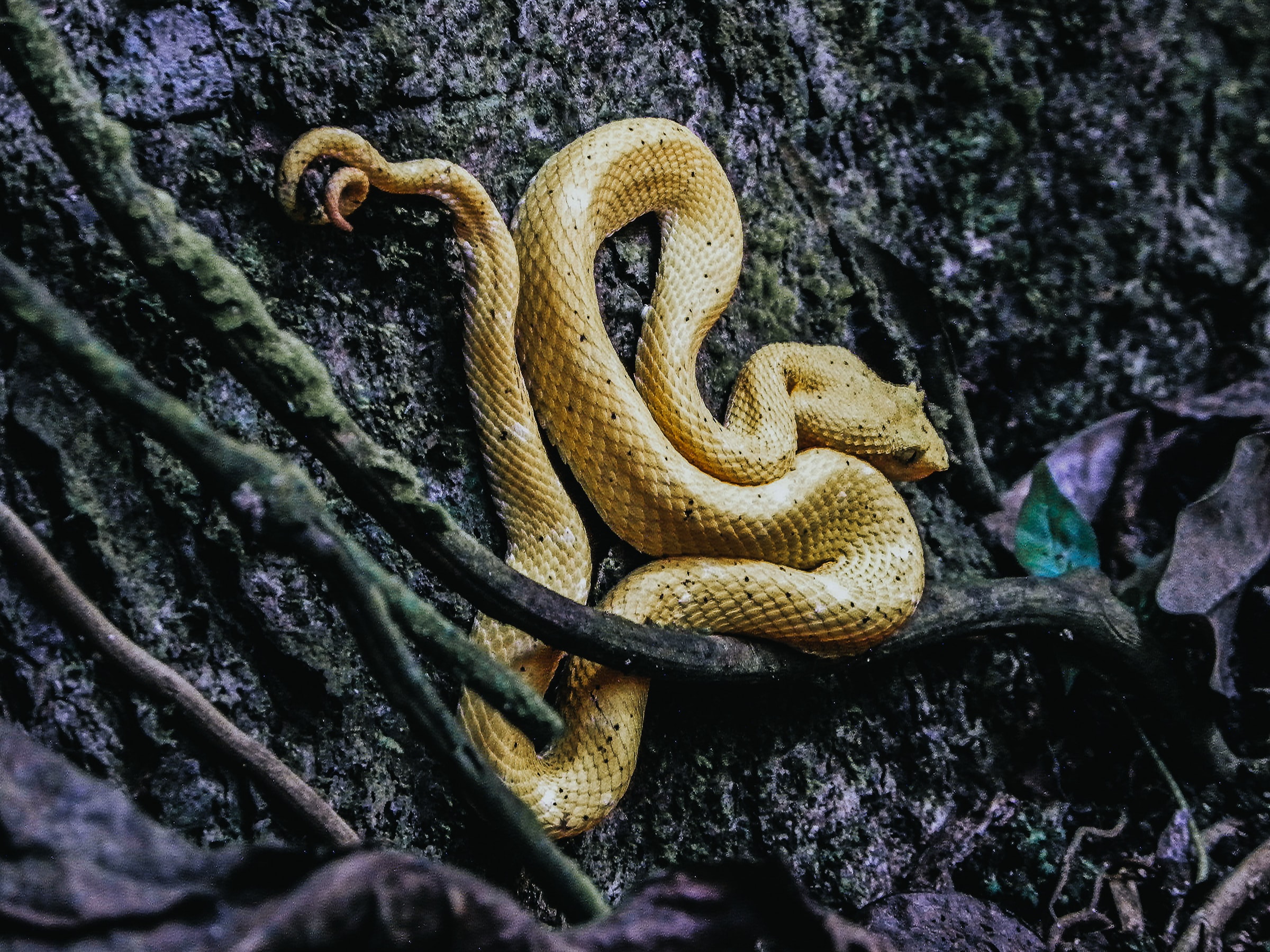 golden yellow snake curled up with purple tinted tree bark in the background