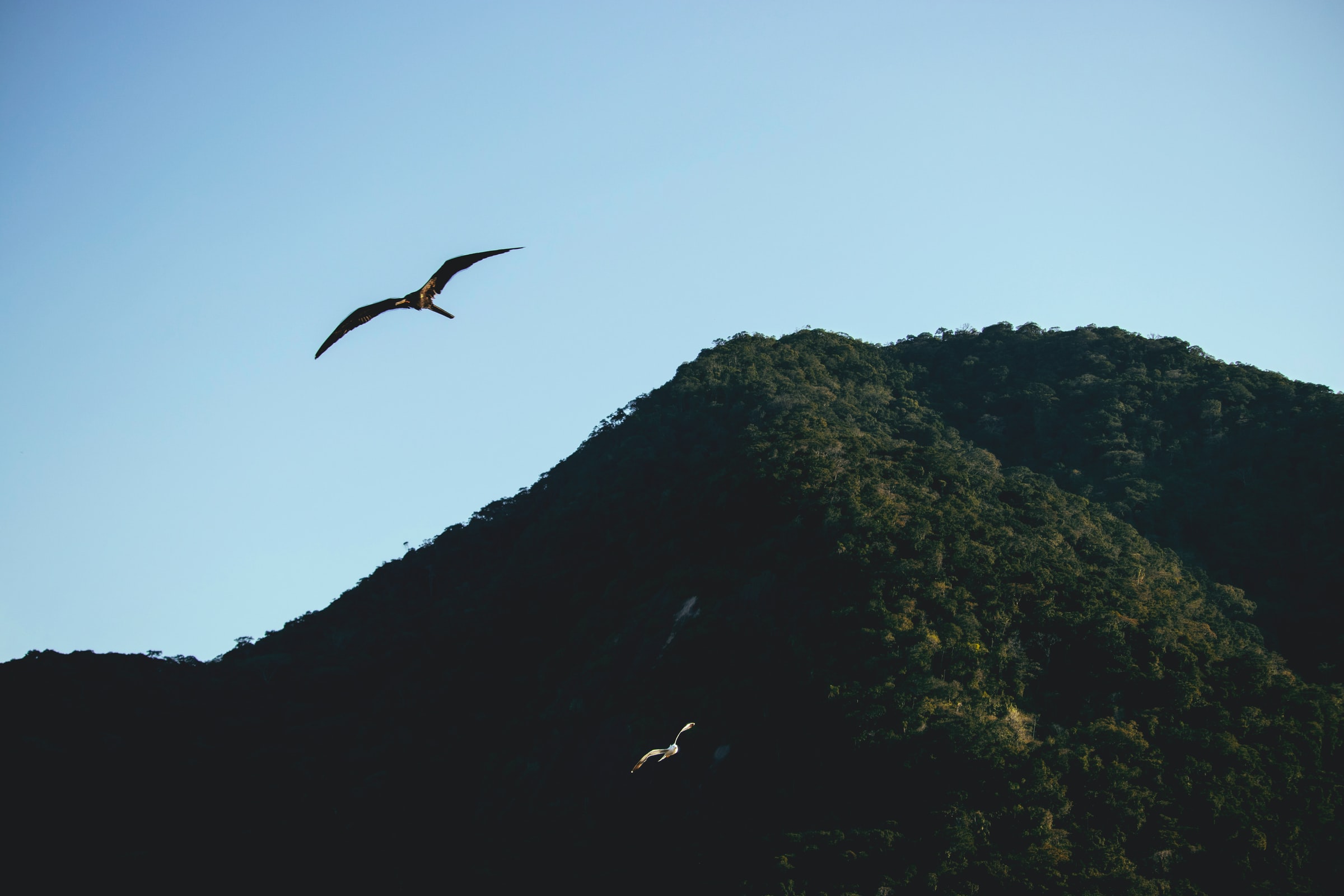 Dark green forest covered hill on the forefront of a blue sky, a hawk flying out above it 