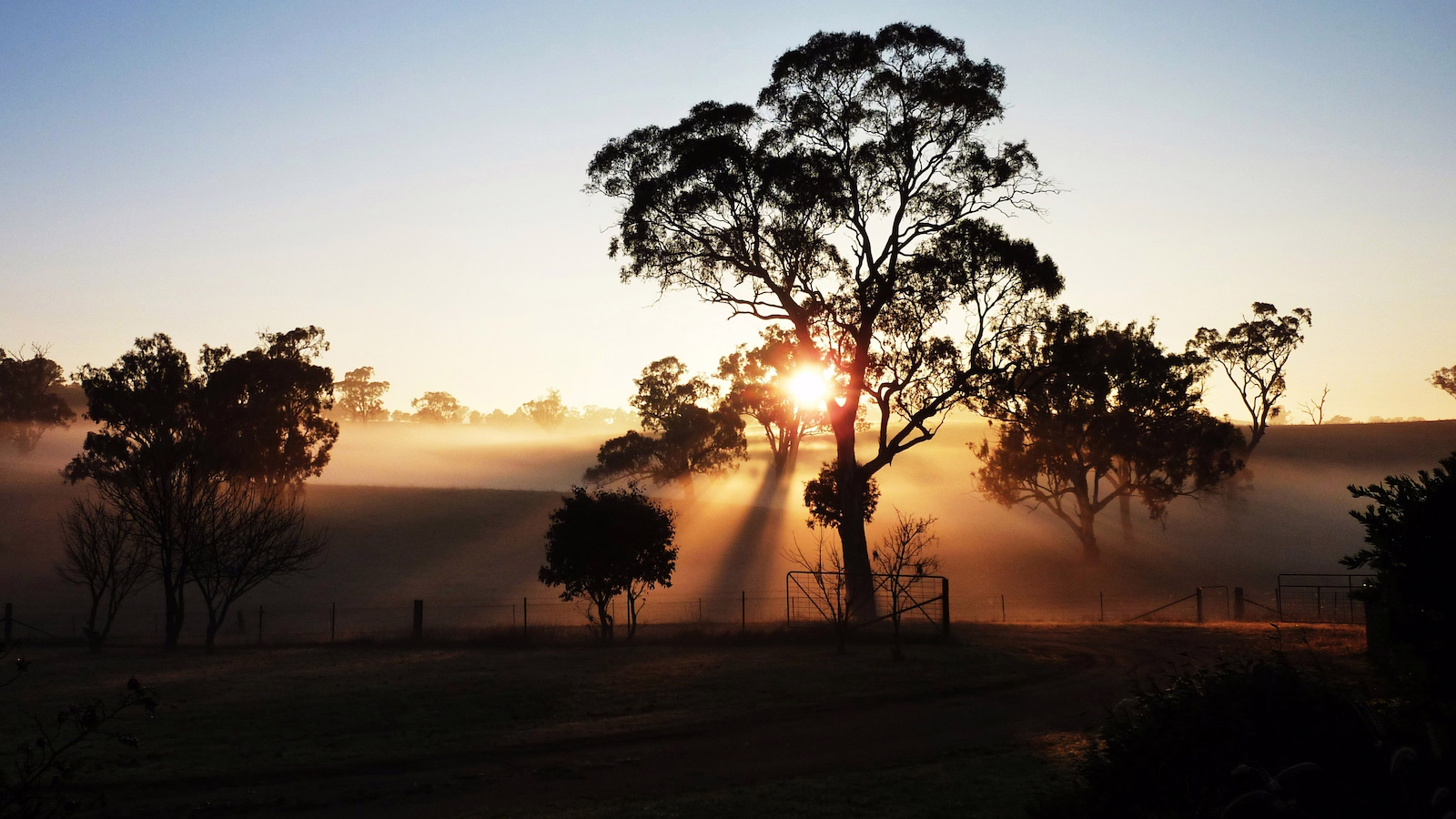 sun and fog behind a tree farm area