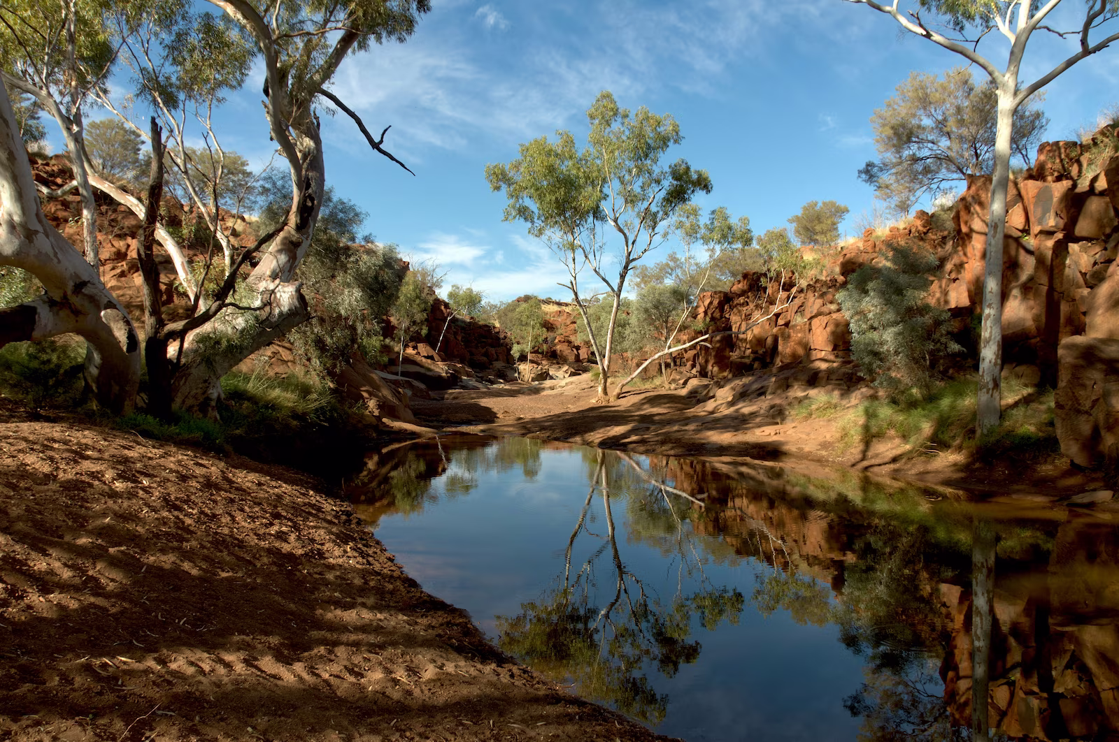 river surrounded by trees