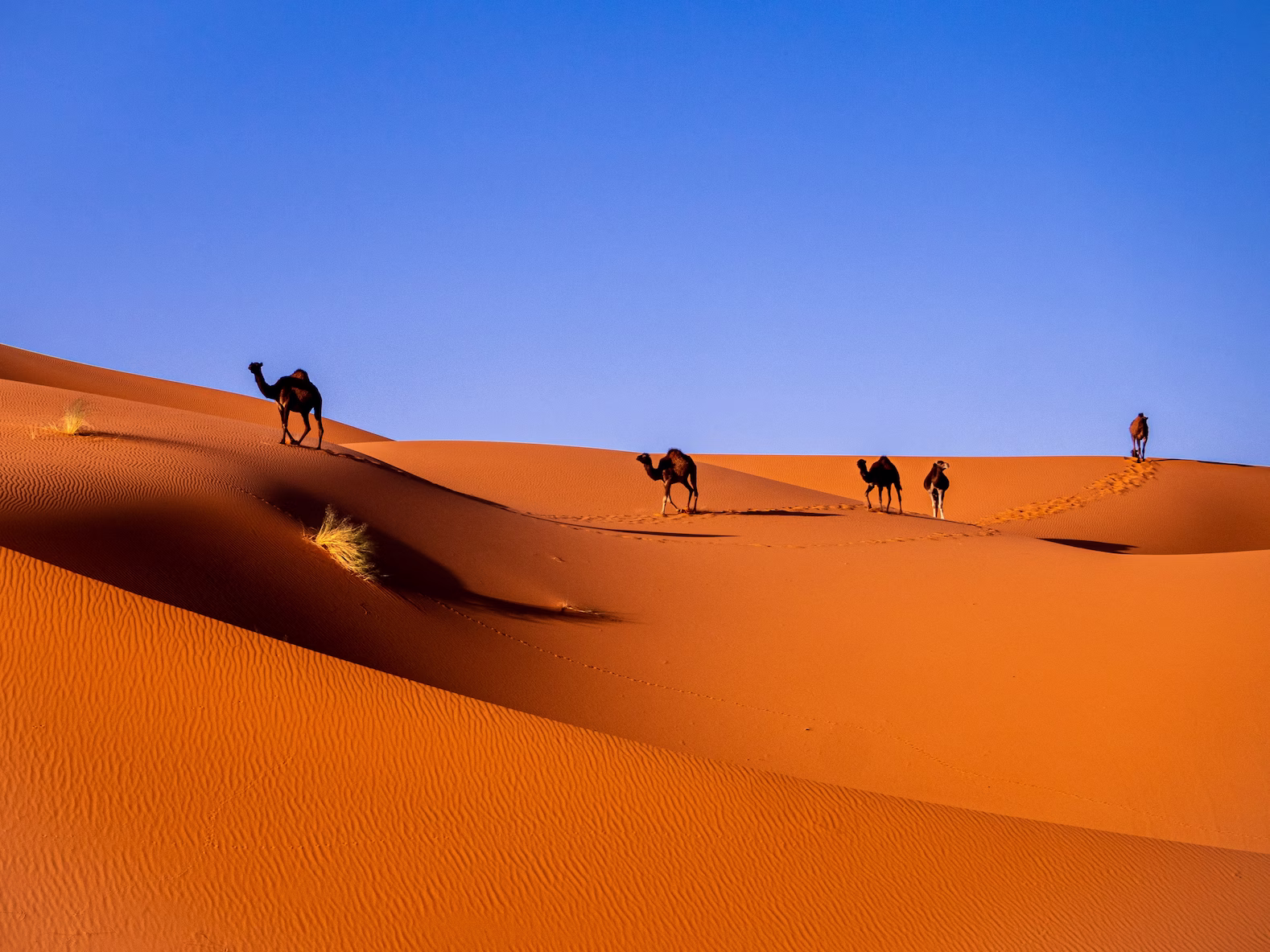 camels in the desert with bright blue sky