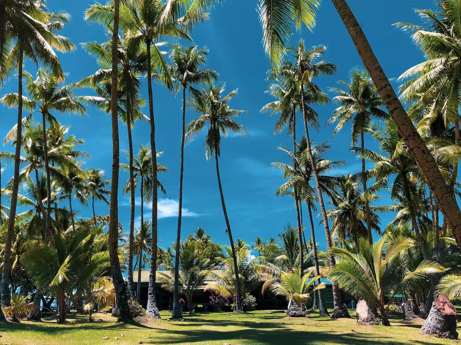 house surrounded by tall palm trees with blue sky