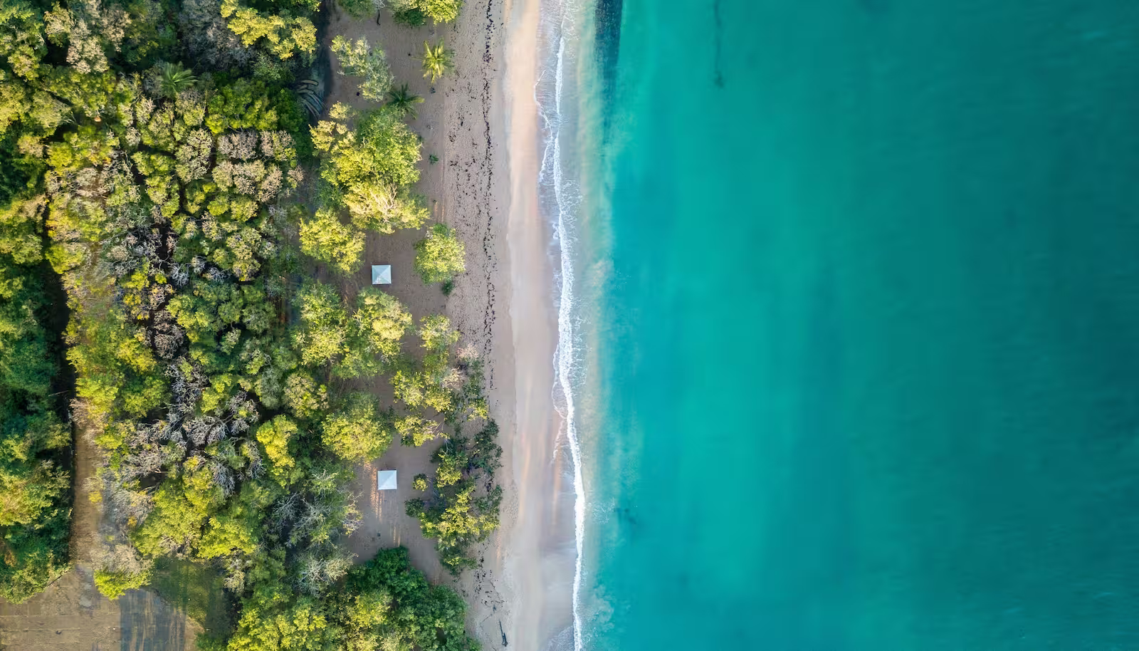 Aerial view of green trees, bright sand and blue ocean