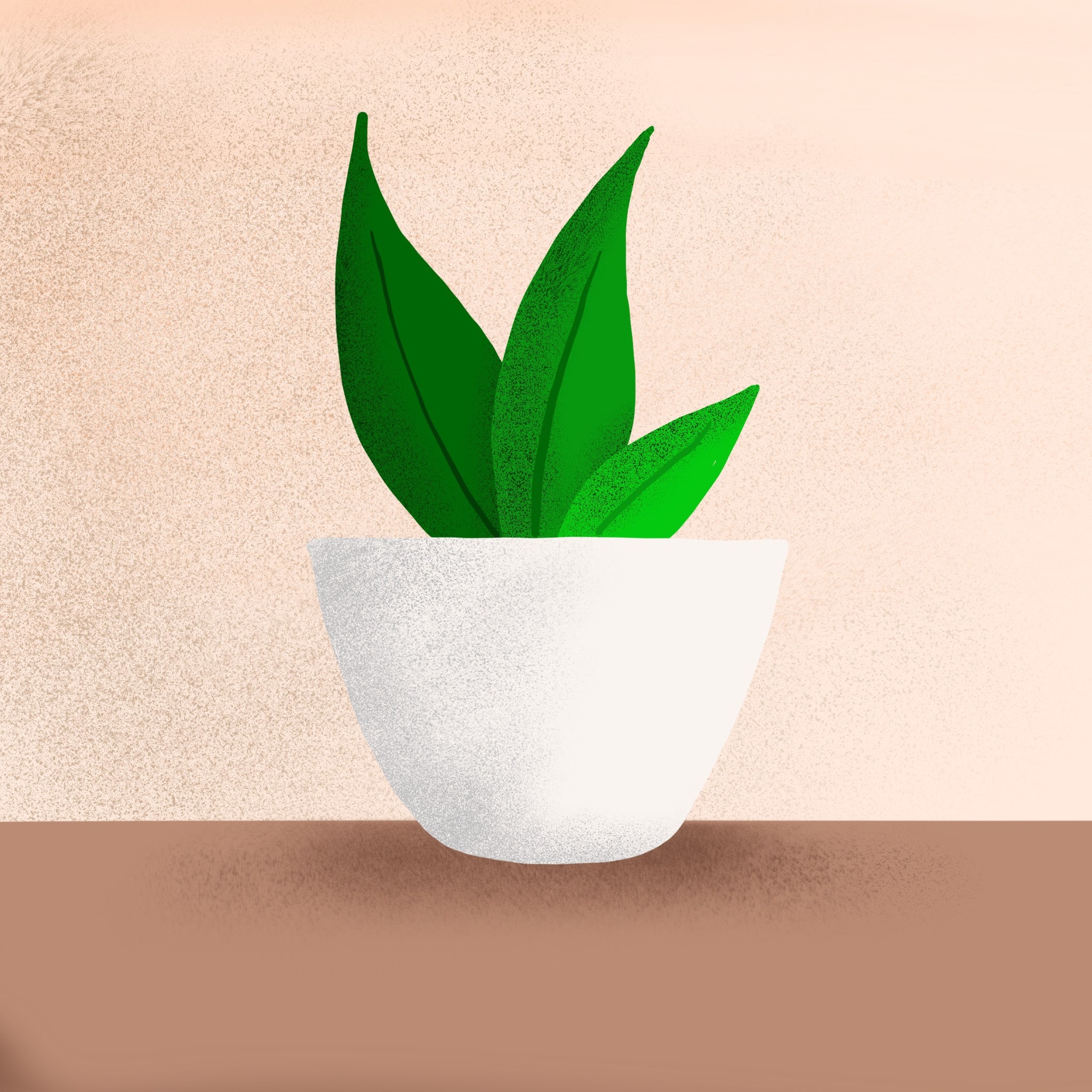 pot succulent