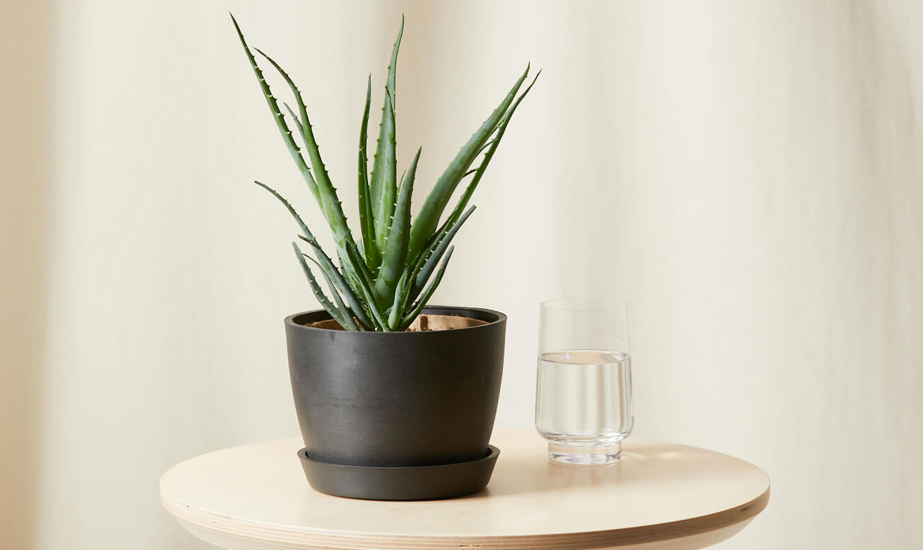 black pot with an aloe Plant in a wooden table