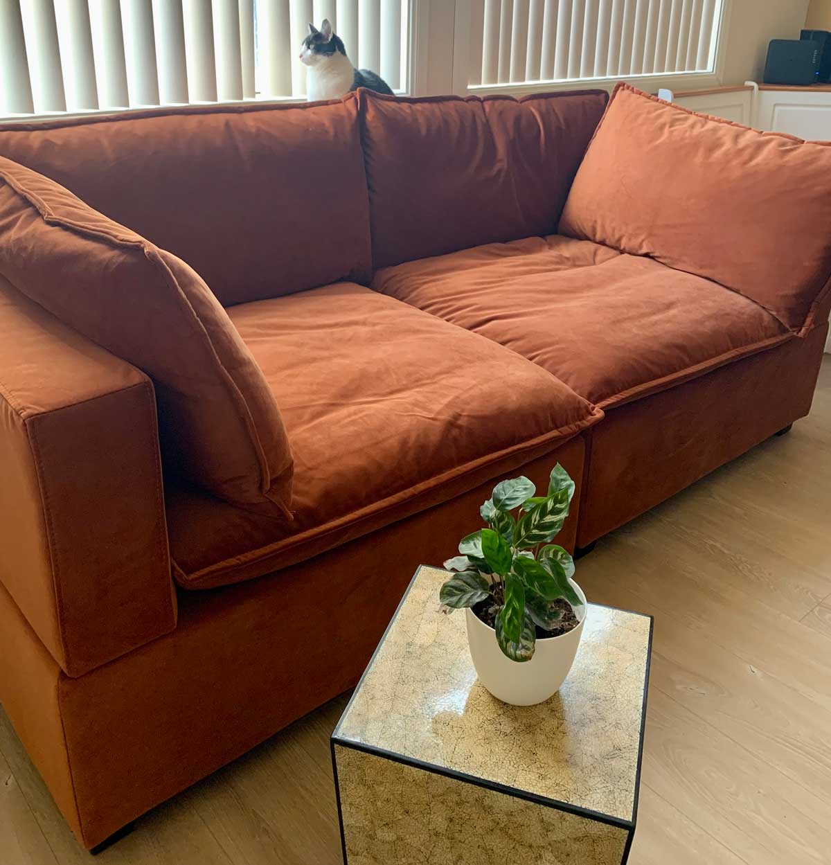 Rust Velvet sofa in a modern space with a cat sitting in it staring at the window