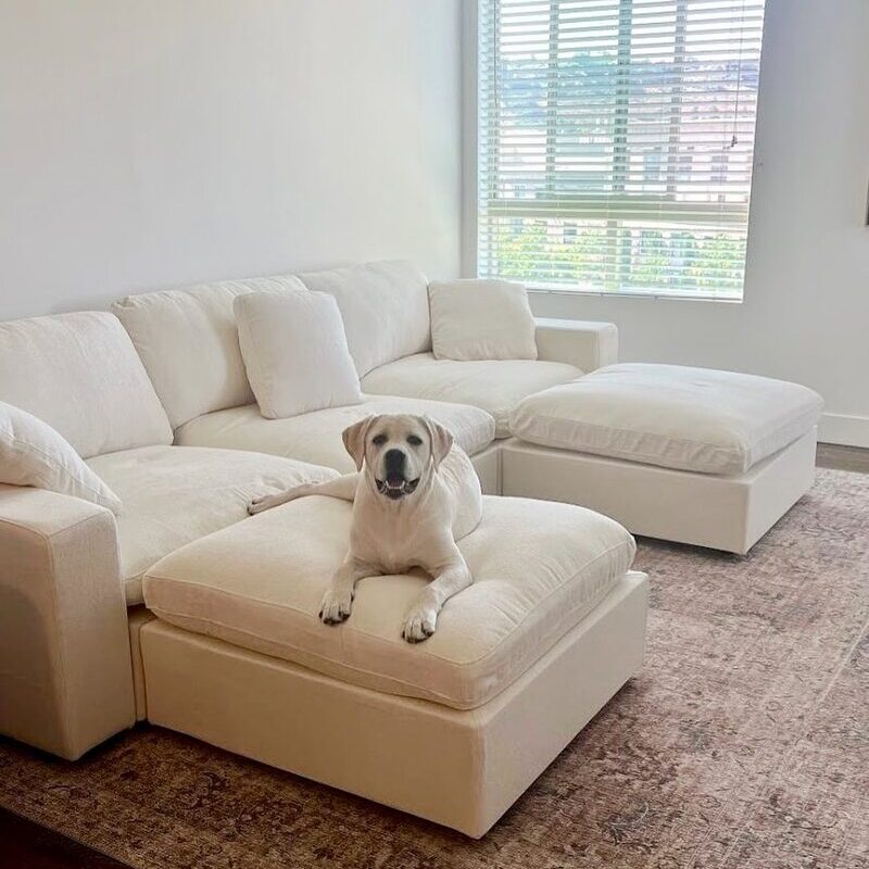 White modular sofa placed in front of a bookshelf. 