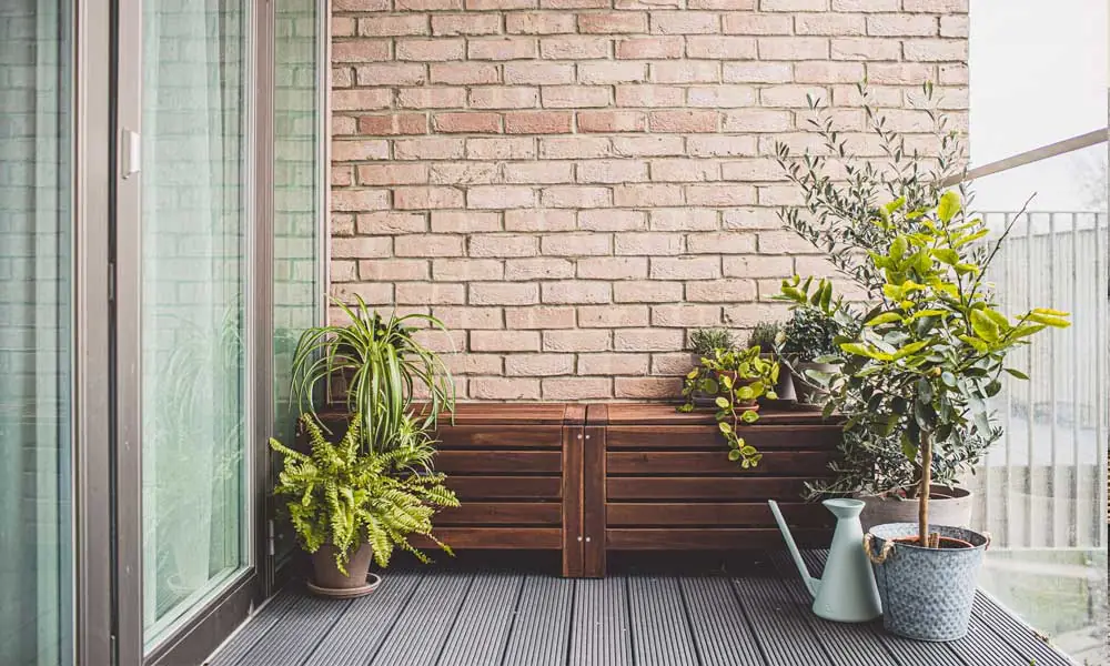 Patio Plants