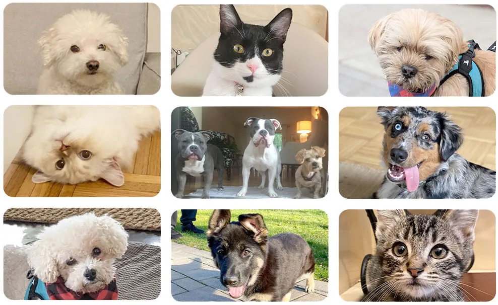 Misen Team pets