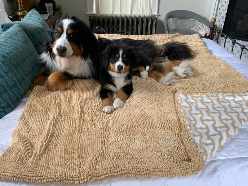 Soggy Doggy Sofa Snuggler microfiber chenille blanket