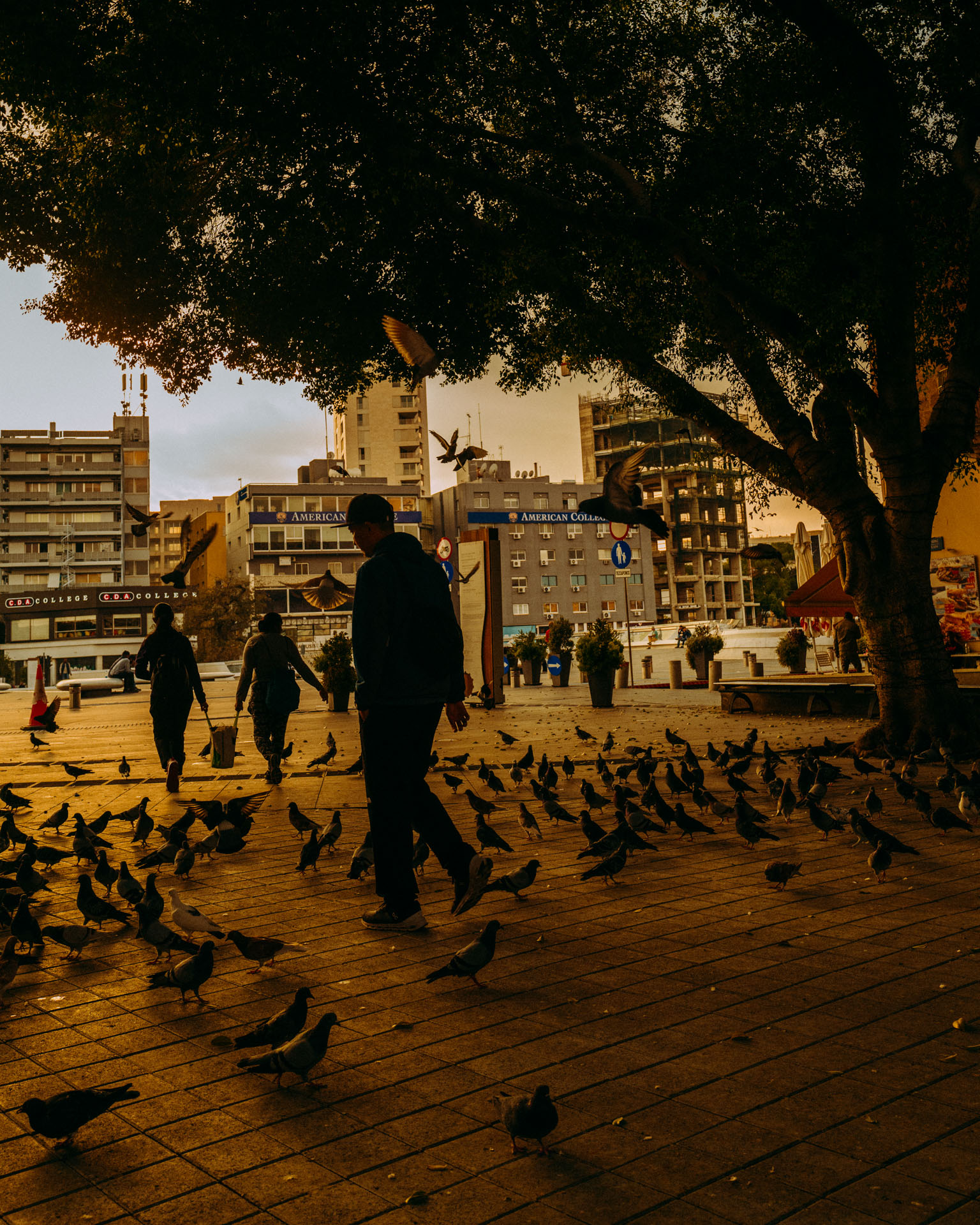Cyprus Pigeons