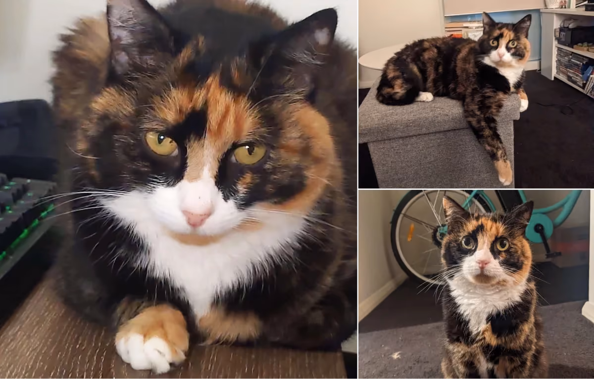 3 images of Anniemay's super cute calico cat
