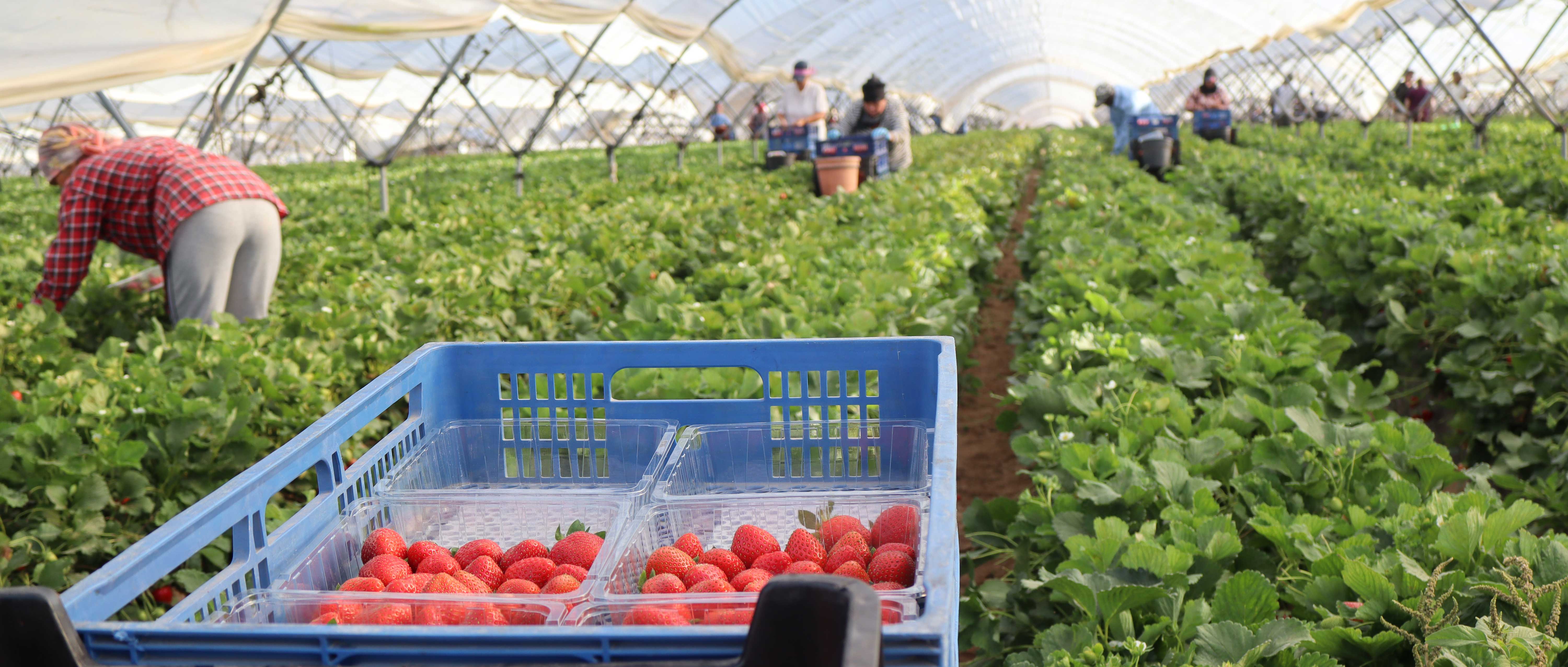 For Growers