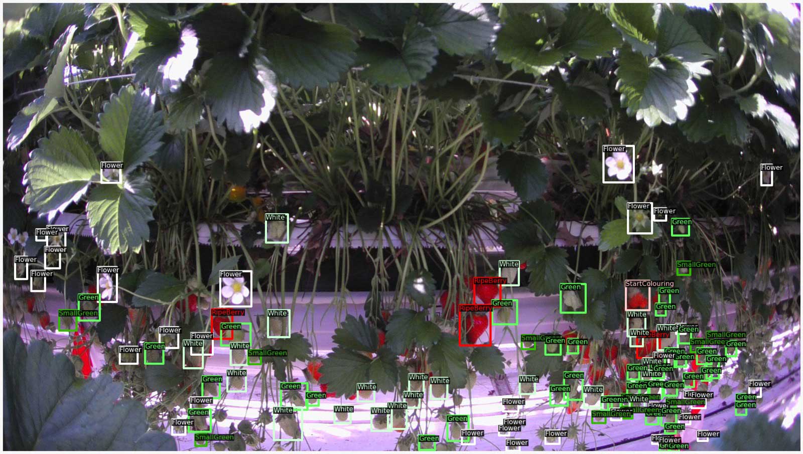 Annotated strawberries