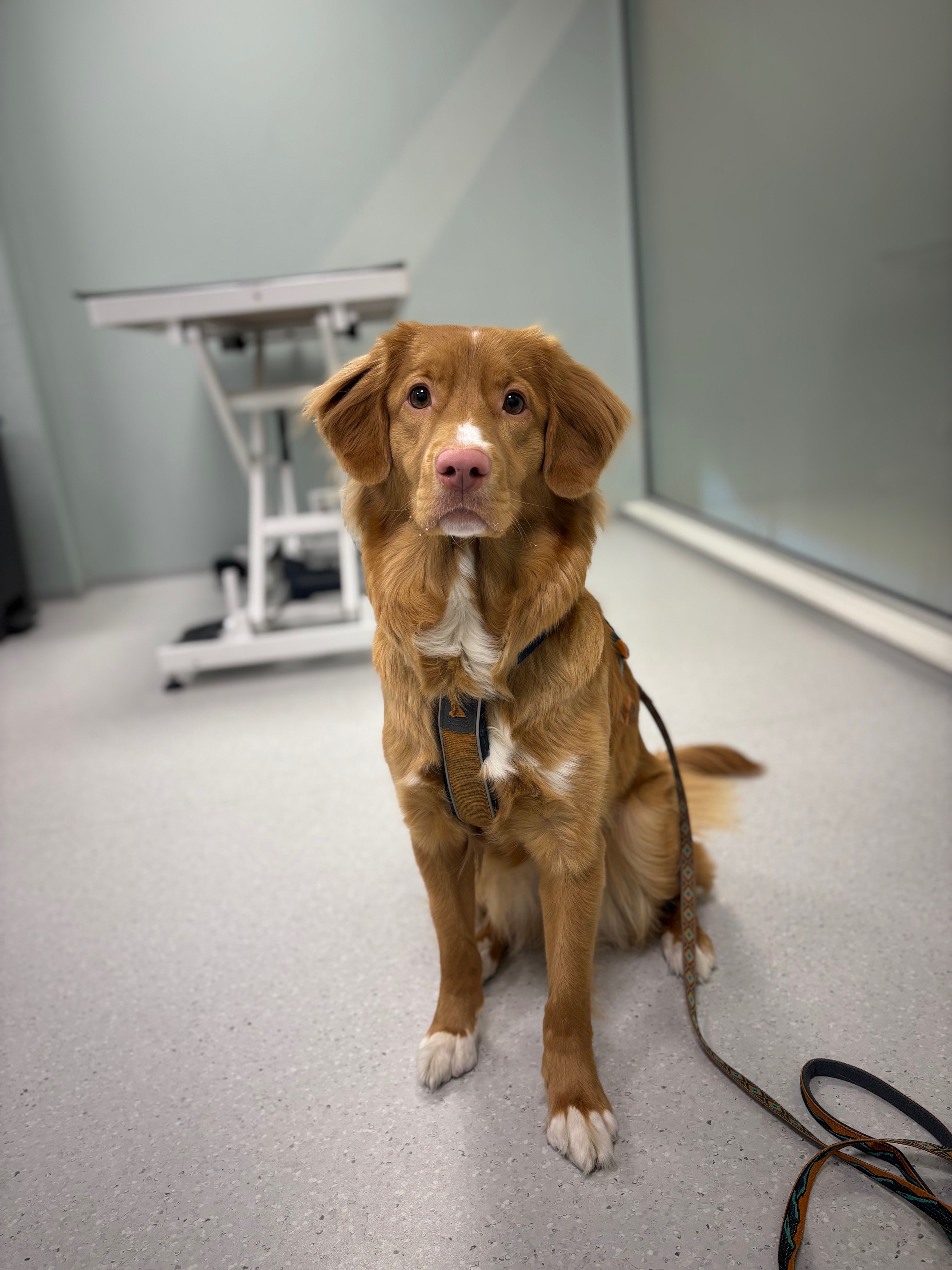 Pleieprodukter og medisinsk utstyr