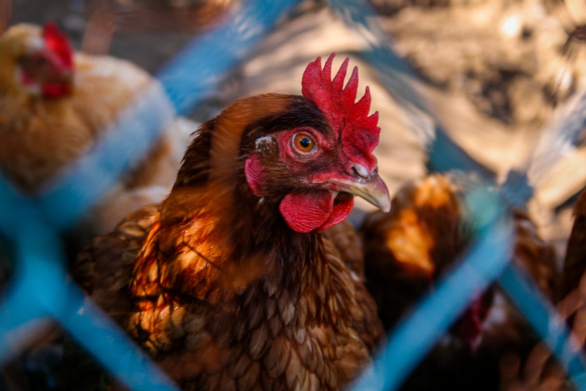 Mobile vs. stationary chicken coop