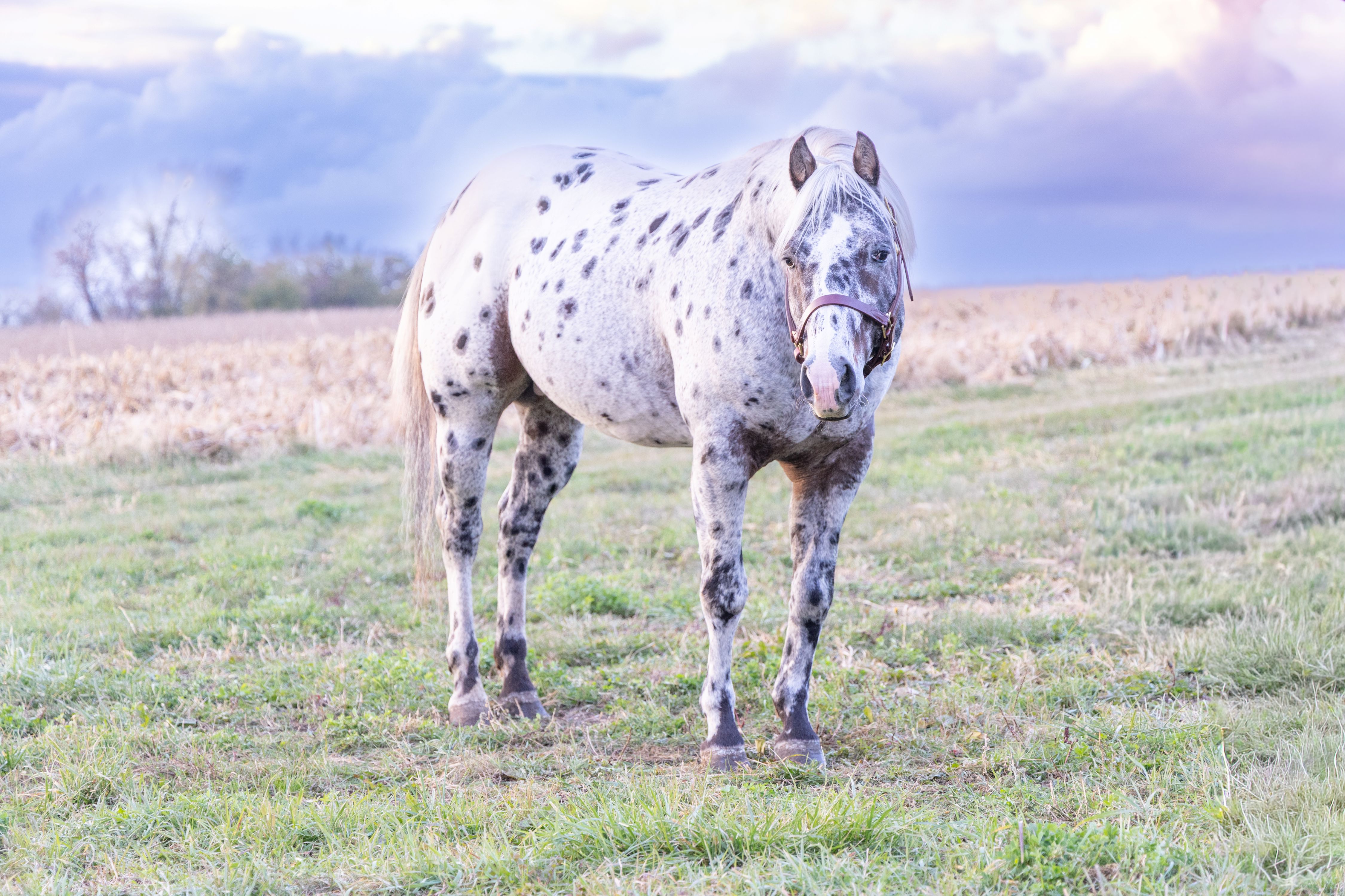 JBJs Locked N Loaded 