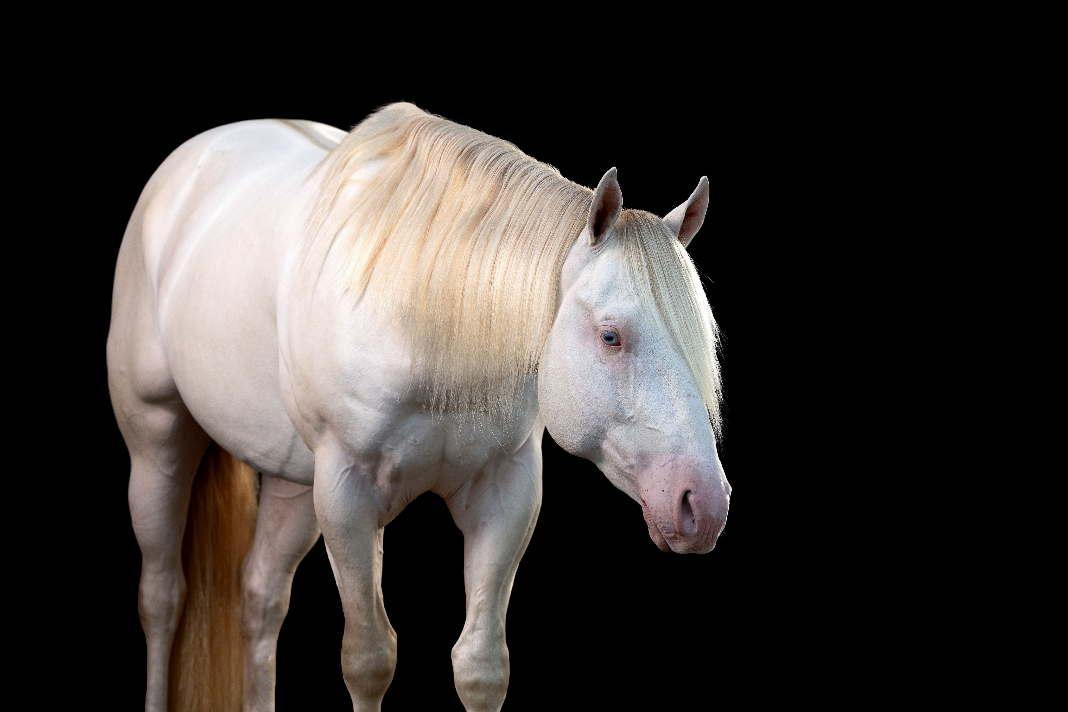 HGF Dunsmoke N Dynamite