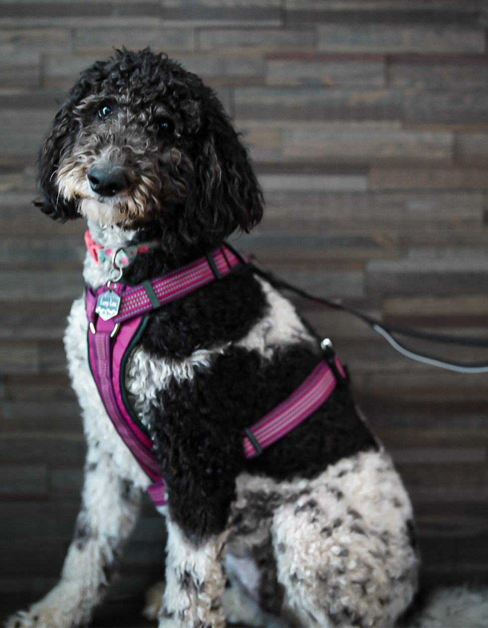 The impact of pet therapy is well documented. Having a four-legged companion is known to reduce stress, worry, anxiety, and boredom while even distracting from pain. Pet therapy is also shown to improve mood and engagement. While a pet can be a boost to just about anyone’s day, those with dementia are particularly impacted by this type of interaction. That’s why The Langford at College Station has a very special gal on their staff. Meet Lucy Lou. 