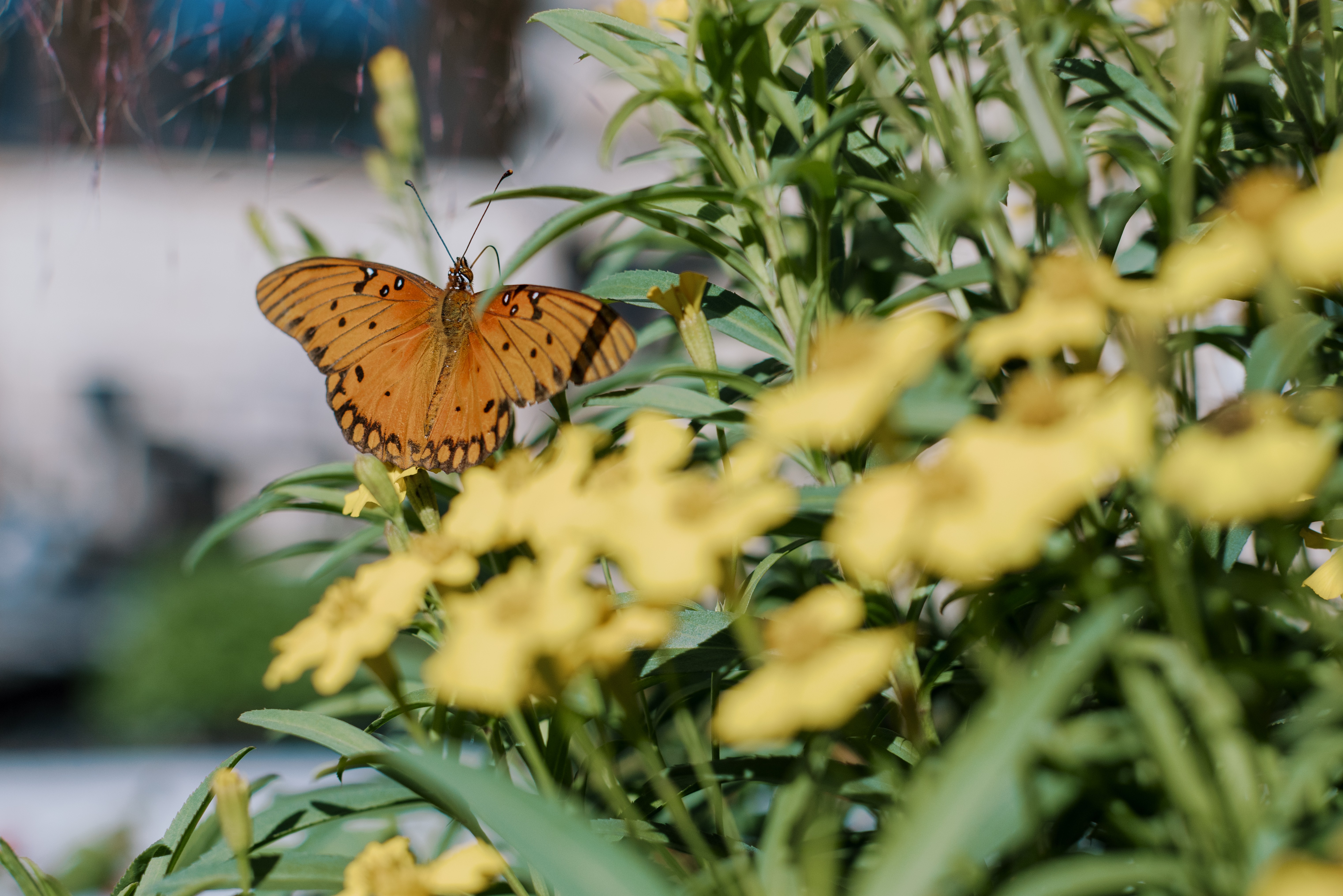 Discover the best parks in College Station for seniors and explore outdoor activities that support healthy aging near The Langford independent living community.