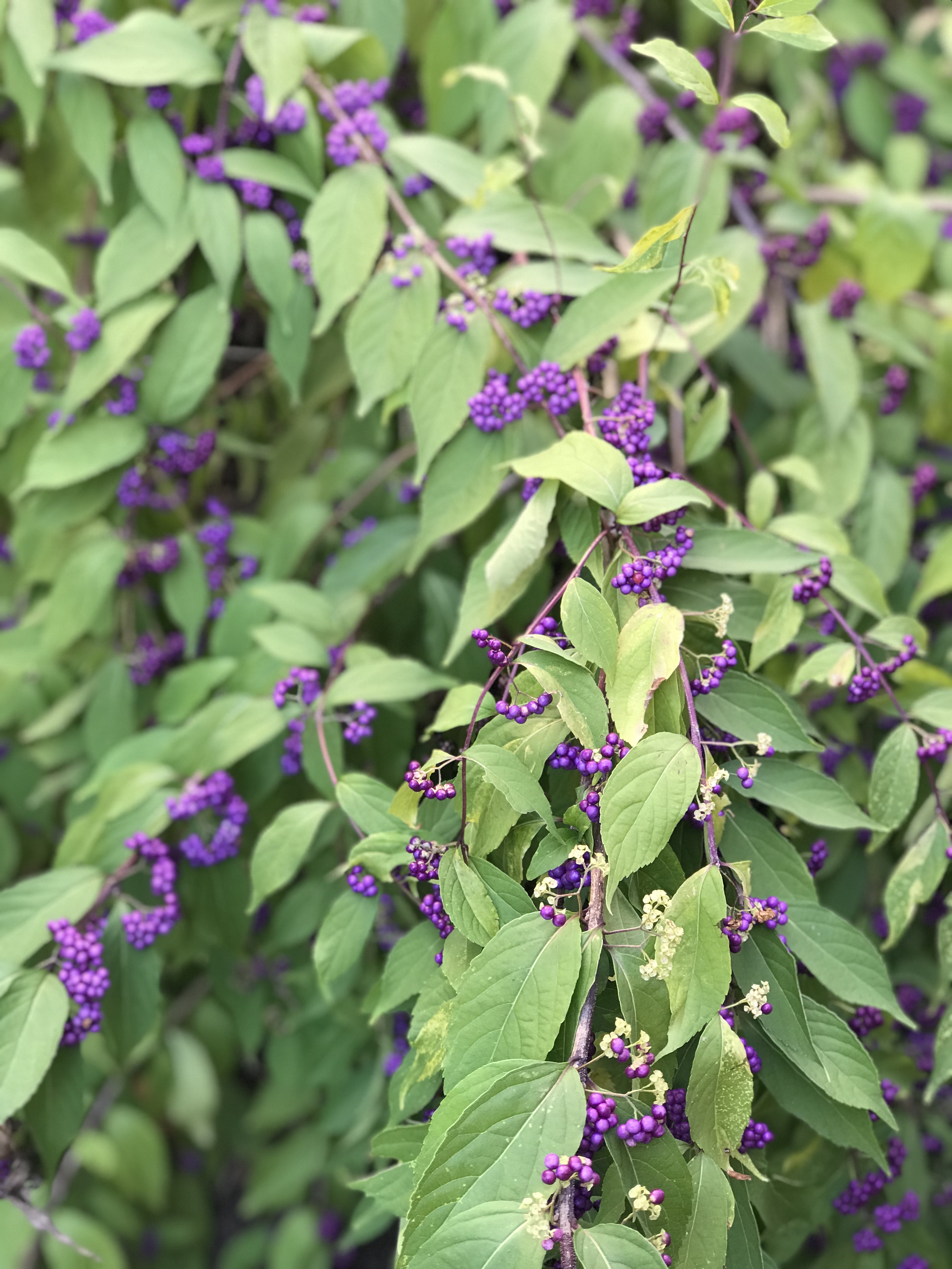 Herbs and Essentials 