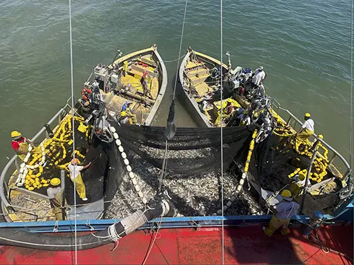 louisiana bycatch study