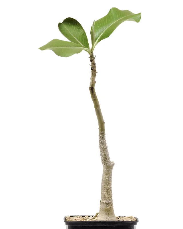 Adenium boehmianum – Specimen B