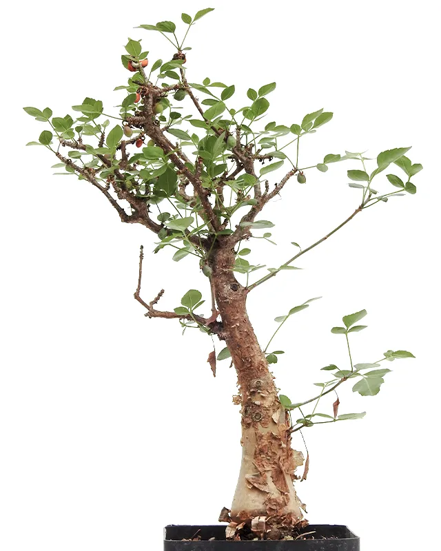 Bursera fagaroides – Specimen C
