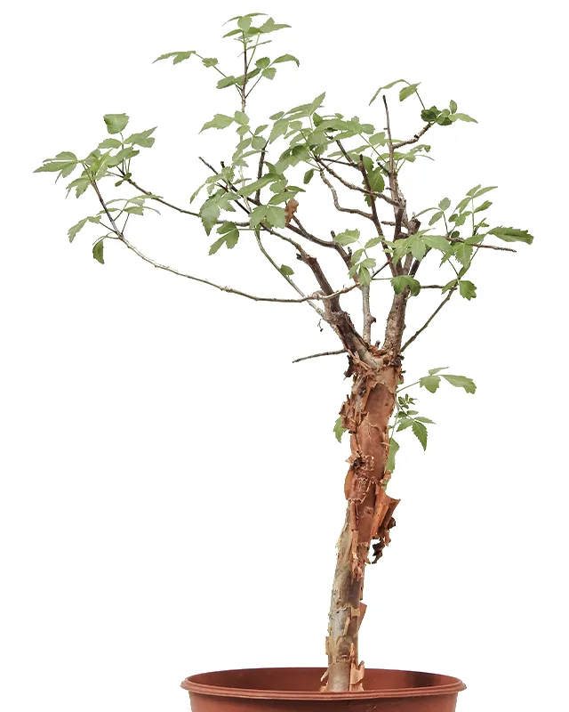 Bursera fagaroides – Specimen E