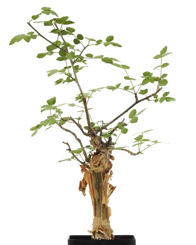 Bursera fagaroides – Specimen F