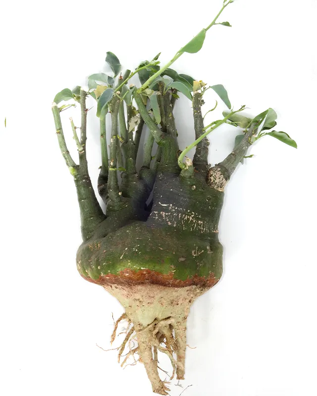Adenia spinosa – Specimen Size M