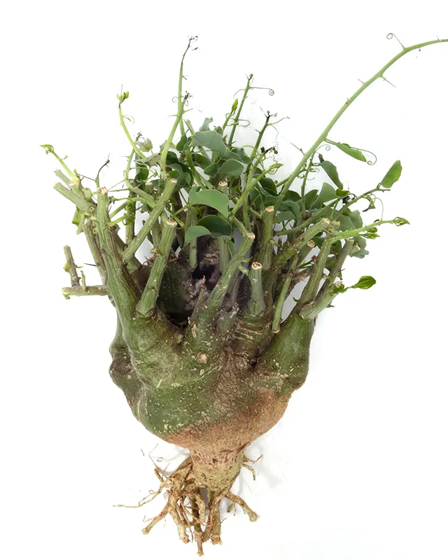 Adenia spinosa – Specimen Size L