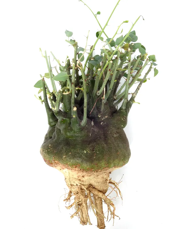 Adenia spinosa – Specimen Size XXL