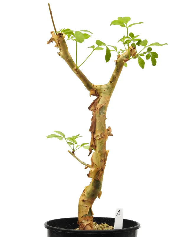 Commiphora gileadensis – Specimen A