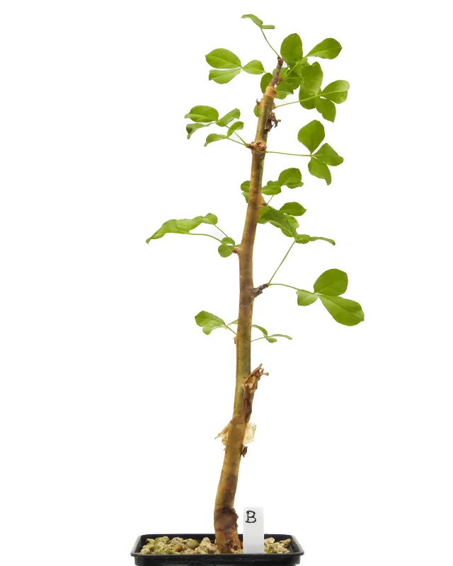 Commiphora gileadensis – Specimen B