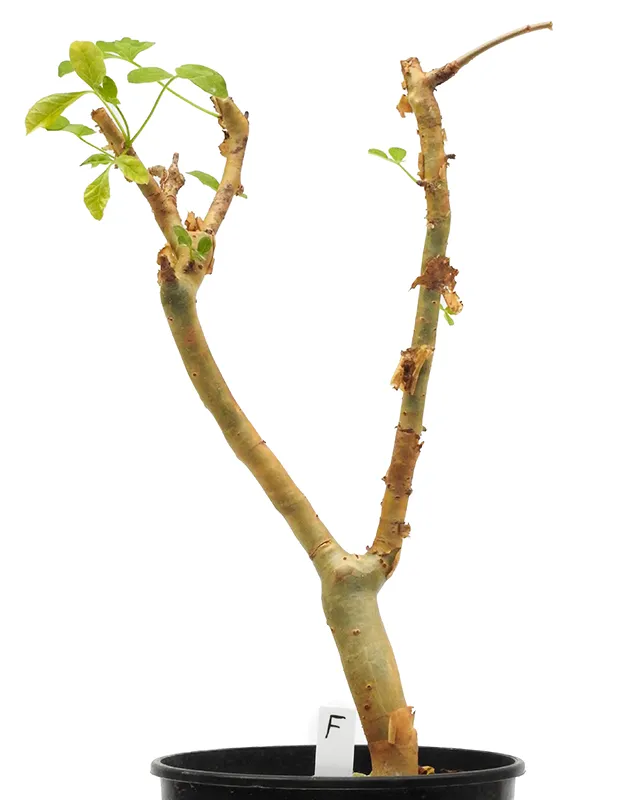 Commiphora gileadensis – Specimen F